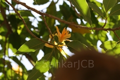 Magnolia champaca